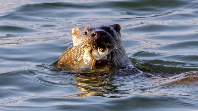 Samsun’da Terme Çayı’nda su samuru görüntülendi