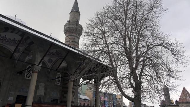 Cami bahçesindeki tarihi ağaçlar tescillendi