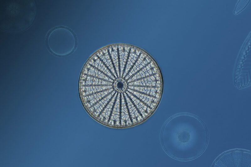 Diyatomların Işığı Toplamadaki Sıra Dışı Yeteneği