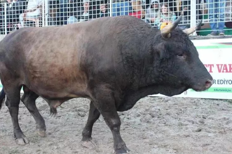 Heykeli yapılan şampiyon boğa rekor fiyata satıldı