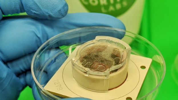 Laboratuvar ortamında üretilen beyin hücreleri bilgisayar oyunu oynadı