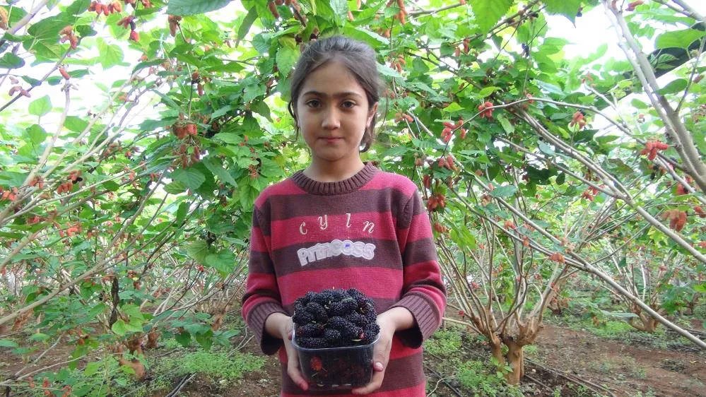 Kilosu 110 TL’ye satılıyor: Sadece su veriyorlar