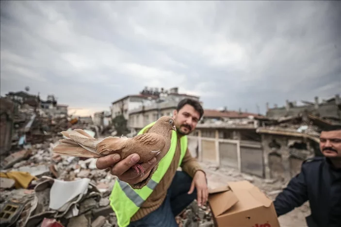 Kuş gözlemcisi Alper Tüydeş, deprem bölgesinde yuvasız kalan güvercinlere sahip çıkıyor