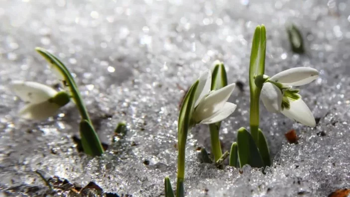 Görünce uzak durun! Bu çiçeği koparmanın 244 bin 315 lira cezası var!