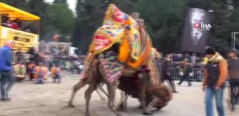 Gömeç’ te deve güreşi heyecanı yaşandı