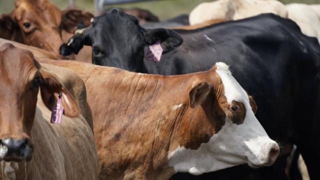 Çin üç yüksek verimli ‘süper ineği’ başarıyla klonladı