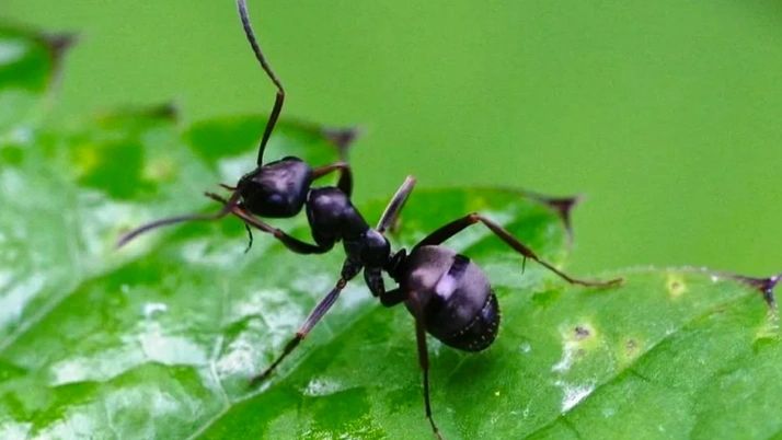 Kanseri koklayabilen karıncalar kansere karşı yeni umut