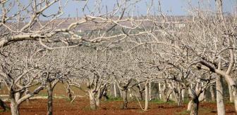 Kilis’te çiftçiler gece çadırda gündüz tarlada