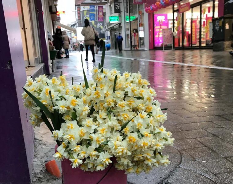 Baharın ilk müjdecisi nergis çiçekleri tezgahlardaki yerini aldı