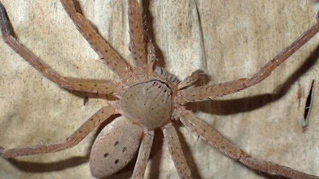 Avustralya’da 3 yeni örümcek türü keşfedildi