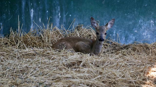 Giresun’da yaralı karaca koruma altına alındı