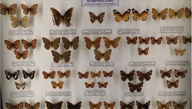 Trakya Üniversitesi Doğa Tarihi Müzesi’ne gelenleri “imparator kelebeği” karşılıyor