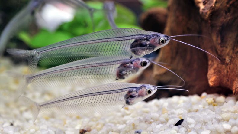 Neredeyse Cam Gibi Şeffaf Olan Bu Balıkların Gizemi Çözüldü: Neden Gökkuşağı gibi Parlıyorlar?