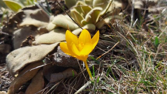 Çankırı’da baharın müjdecisi çiğdemler çiçek açtı