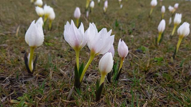 Bitlis’te baharın müjdecisi kardelenler açtı