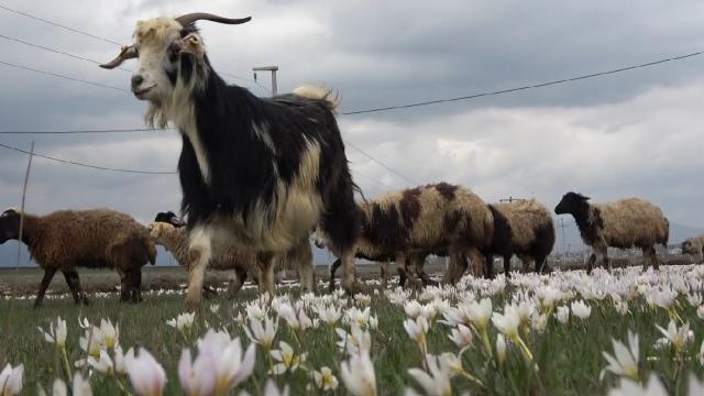 Muş Ovası kuzular ile şenlendi