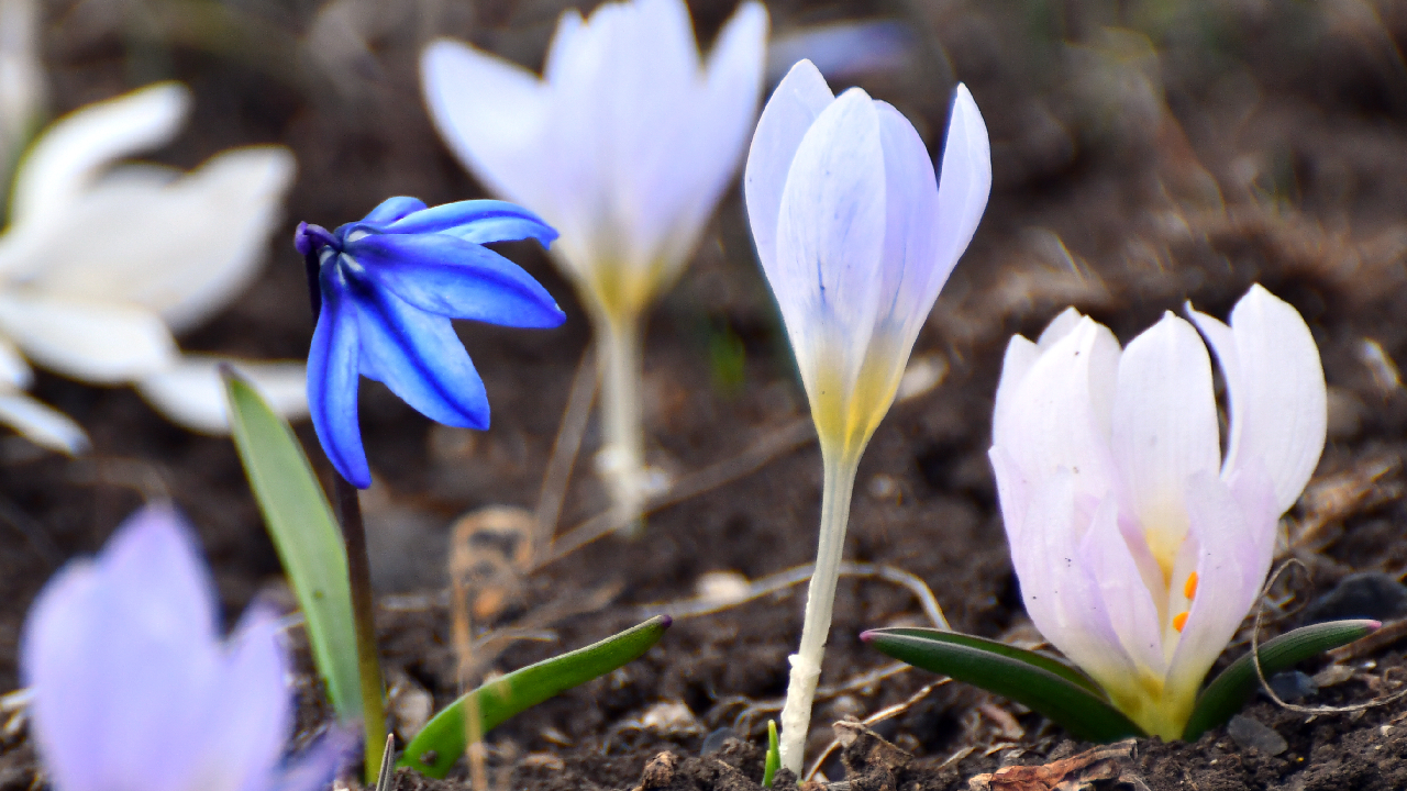 Kars’ta “baharın müjdecisi” kardelenler ve çiğdemler açmaya başladı