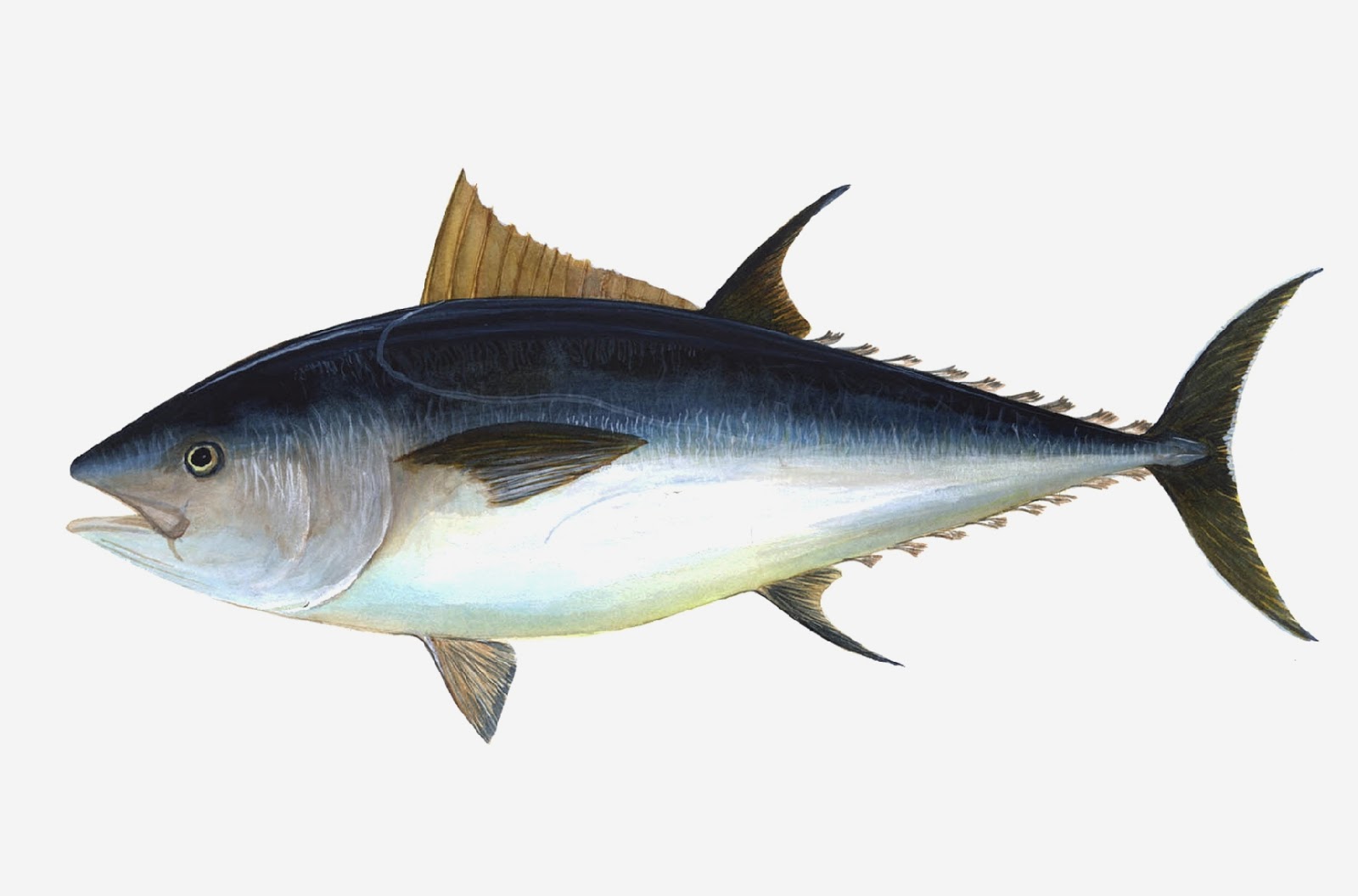 Kültürlerde Balık İmgesi ve Anlamları