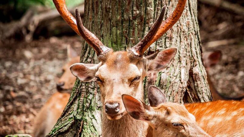 Farelere Geyik Hücreleri Naklederek ‘Boynuzlu Fare’ Üretildi