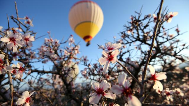 Kapadokya’da balonlar çiçek açan ağaçlarla kaplı vadilerde uçtu
