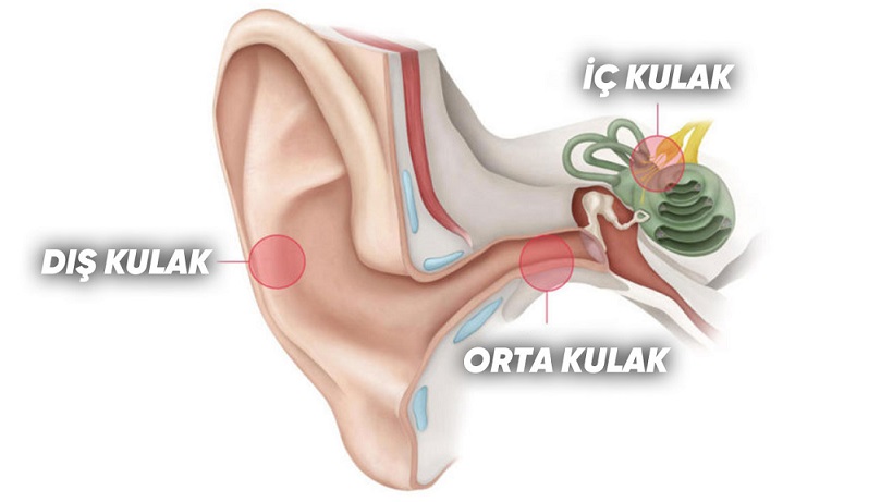 Ölü Hücreleri Bile Telafi Edebilen Bu İşitme Cihazının Çalışma Prensibini Öğrenince Teknolojiye Olan Saygınız Artacak!