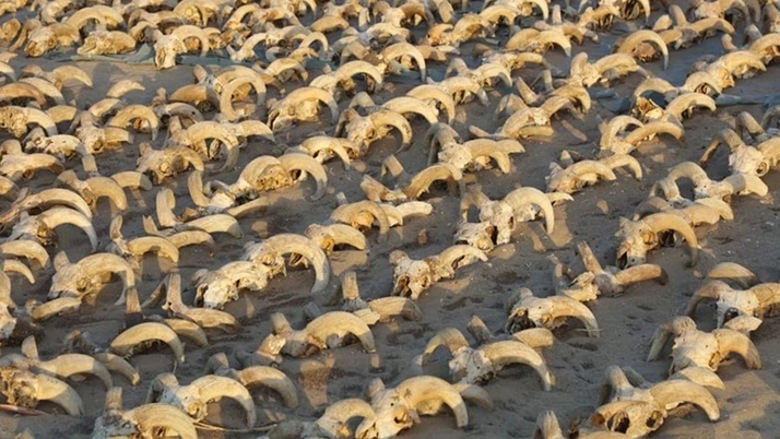 Mısır’ın güneyindeki Firavun 2. Ramses Tapınağı’nda 2 bin mumyalanmış koç başı bulundu