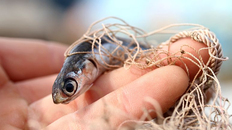 Pakistan’da 45 milyon yıllık olduğu tahmin edilen hamsi fosili bulundu 
