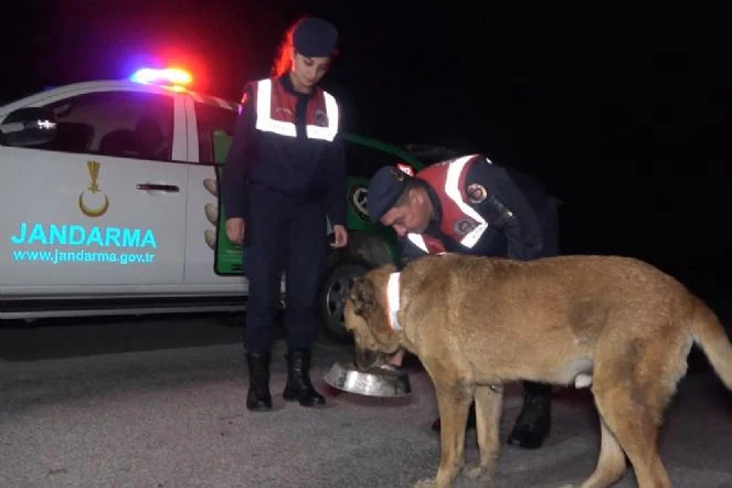 Kırıkkale’de jandarma ekipleri sahipsiz köpeklere reflektörlü tasma takıyor
