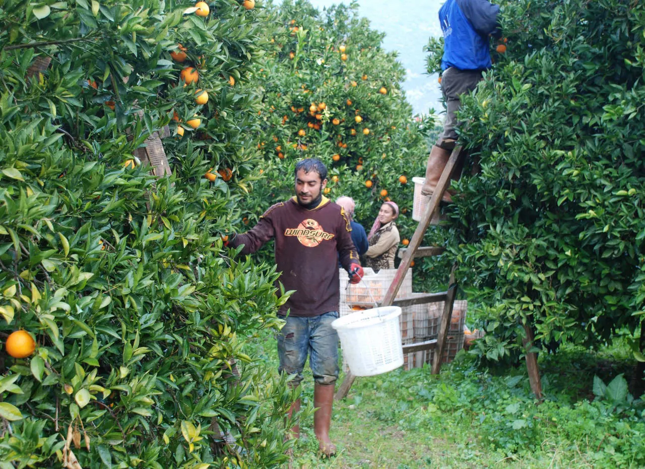 Deprem bölgesinde hasat uyarısı