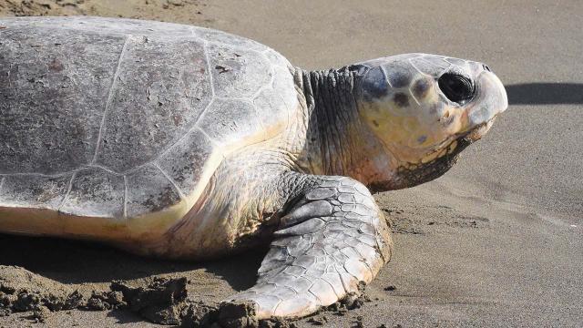 “Caretta Caretta Tuba” 20 bin kilometre yol gitti
