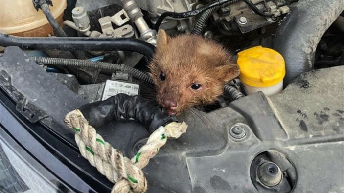 Sinop’ta aracın motorundan sansar çıkarıldı