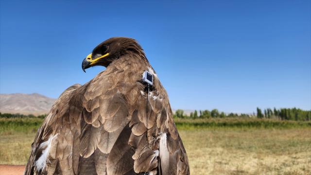 Antalya’da tedavi edilen yaralı kartal doğaya bırakıldı