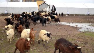 Süt kuzuları anneleriyle buluştu