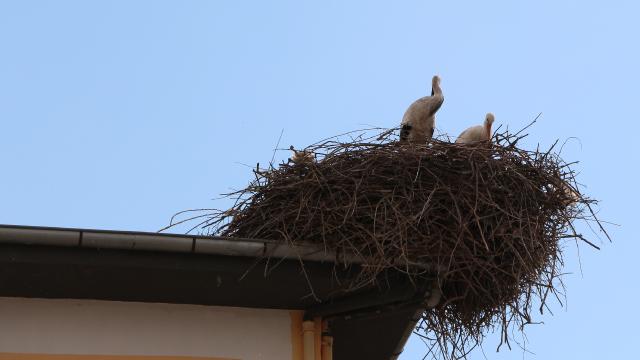 Baharın müjdecisi leylekler Iğdır’da okulun çatısına yuva yaptı