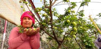 Mersin’de erik iç piyasada 350, ihracatta 500 liradan alıcı buluyor