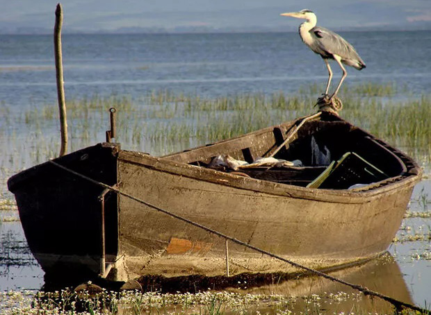 Balıkesir Manyas Kuşgölü’nü kuraklık vurdu