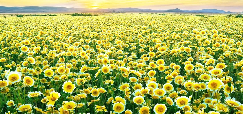 Çarpıcı araştırma: Bitkiler acı çektiklerinde çığlık atıyor