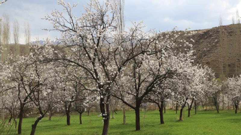 Kağızman’da kayısı ağaçları çiçek açtı