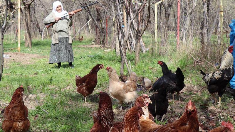 Tavuklarını korumak için ‘çakal’ nöbeti tutuyor