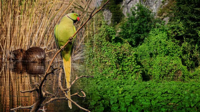 Biyolojik çeşitliliği olumsuz etkileyen 6 istilacı türle mücadele için eylem planı hazırlandı