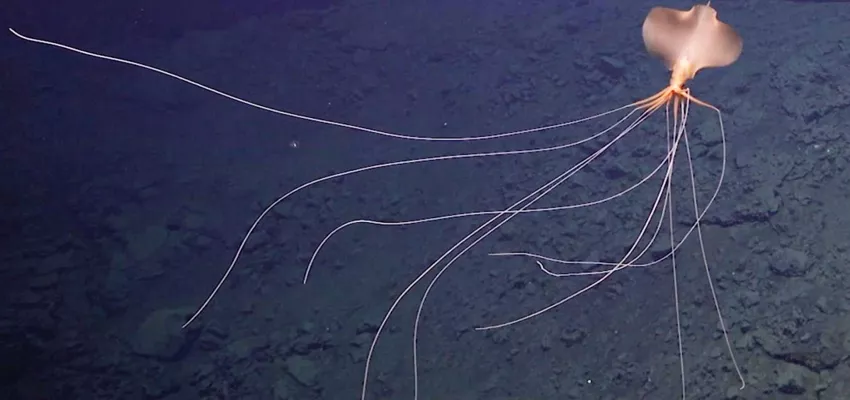 Kendi kendini kamufle ediyor, çok nadir görülen deniz kalamarı