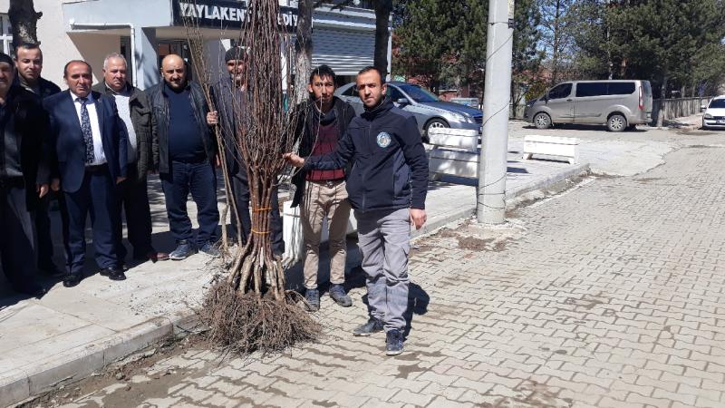 Çankırı’da söğüt ve kavak yerine meyve ağacı kampanyası başlatıldı
