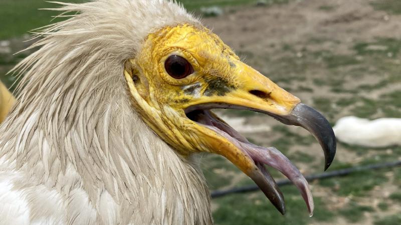 Uydudan takip edilen akbaba Midas 1 yılda 32 bin kilometre uçtu