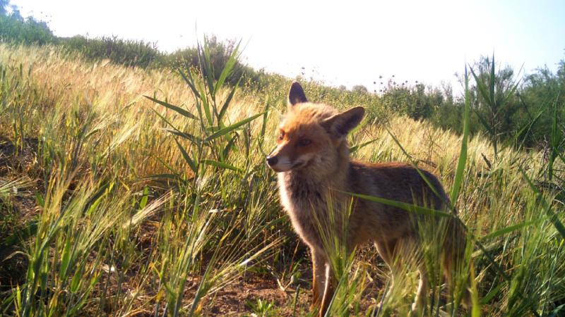 Manisa’daki yaban hayatı foto kapanlarla görüntülendi