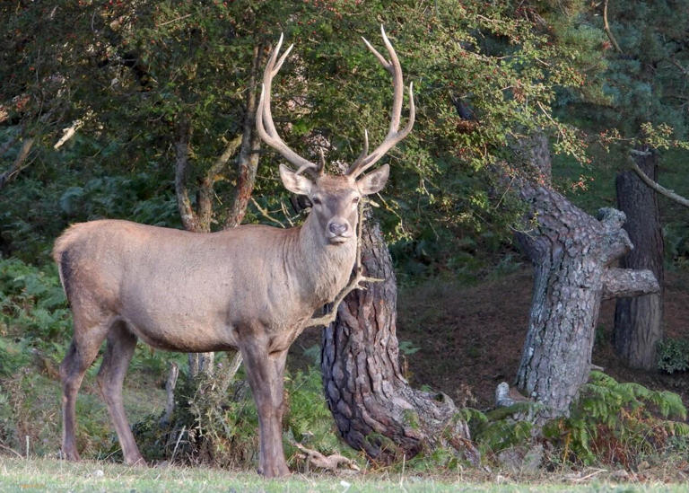 Samsun’da 16 yılda 91 kızıl geyik üretilip, doğaya salındı