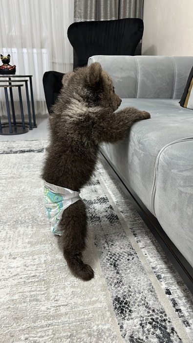 Bebek bezli yavru ayı ‘Yogi’