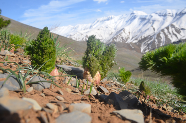 Şırnak’ta heliz otu mesaisi başladı