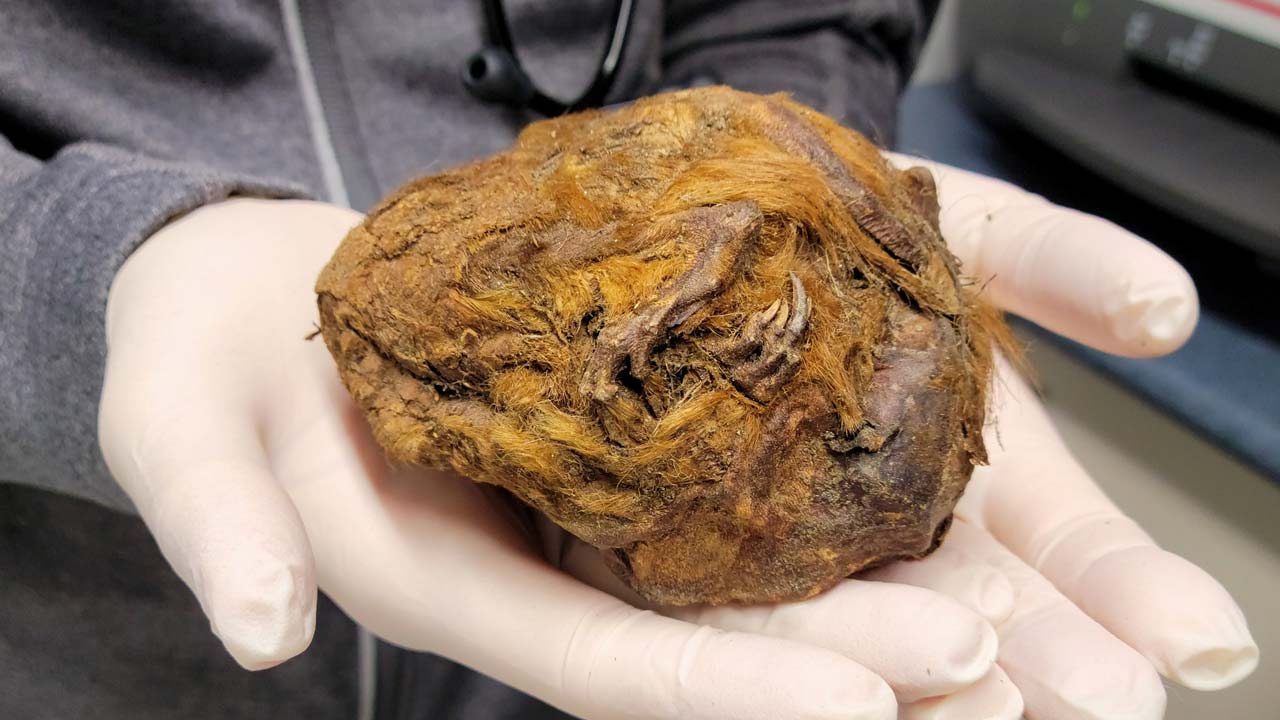 30 Bin Yıl Önce Donarak Ölmüş Bir Sincap Bulundu 