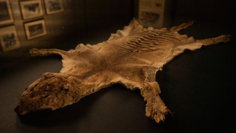 Tazmanya kaplanı: Kayıp kalıntılar 85 yıl sonra dolapta bulundu