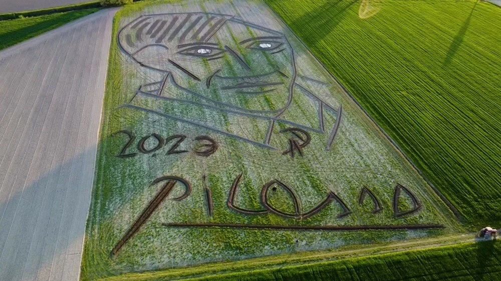 Tarlaya dev Picasso tablosu